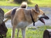 ağacın dibine bir ayağını kaldırarak işeyen köpek / #2036489