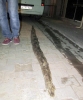tekirdağ da yakalanan piton yılanı / #1640145