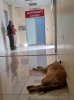 hastanelere işeyen sıçan sokak köpekleri