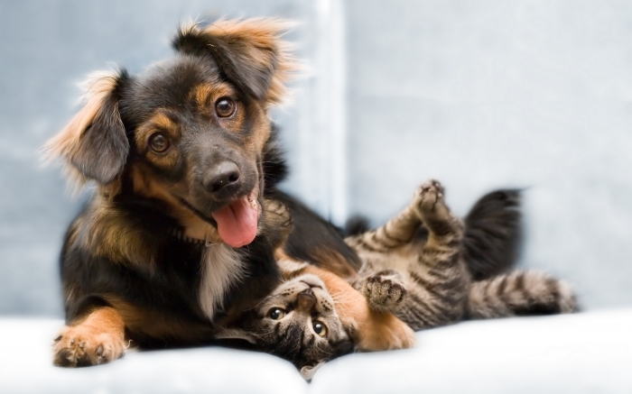 Kedi Kopek Kardesligi Uludag Sozluk Galeri