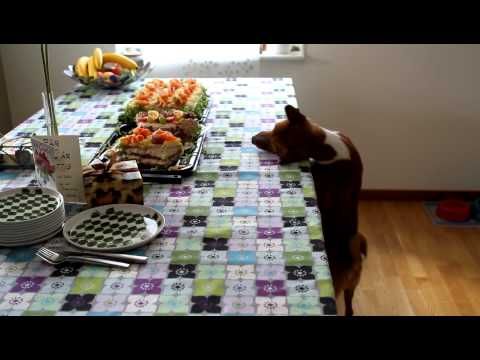 basenji