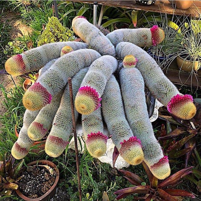 Cinsel organa benzeyen meyveler