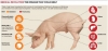 domuzdan insana ilk kez yapılan kalp nakli