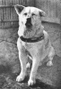 hachiko a dog s story / #1632625