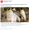 kral penguenlerin bilim insanlarına verdiği ayar / #2029008