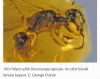 myanmar da keşfedilen ilkel arı türü