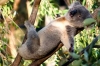 seksi koala