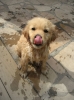 köpek / #1764915