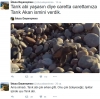 bir caretta caretta nın adı artık tarık akan / #1182392