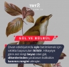 gül ve bülbül hikayesi / #1879861
