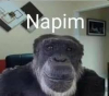 napim
