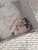 uyuyan yavru kedi / #1871620