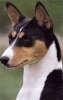 basenji