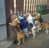 köpek / #1024284