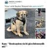 babamı kuyu köpek öldürdü / #1339957