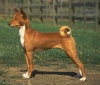 basenji