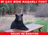 32 yaşındaki ayının serbest bırakılması / #1801560