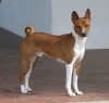 basenji