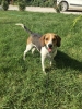 beagle sahiplendirme / #1471541