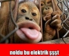 ateistlerin maymun gördüklerinde hissettikleri / #1210848