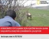 gün boyu tarlada çalışmış seksi kürt erkeği / #1306647