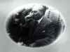 halk açken rakı sofrasından kalkmayan lider / #1806374