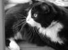 siyah beyaz kedi