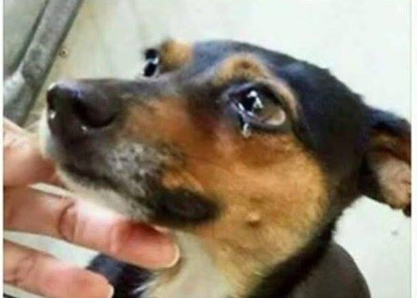 sokak köpeği