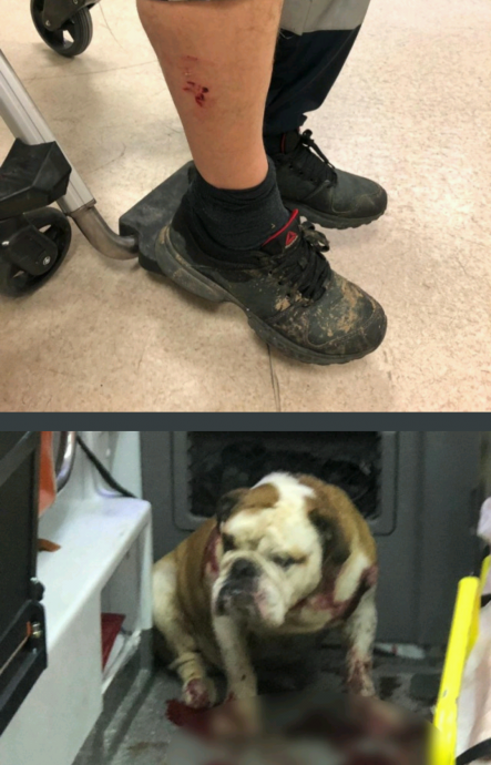 izmir de çiçekçiye ve doktora saldıran köpek