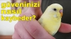 yazarların sadistçe zevk aldığı şeyler / #2221889