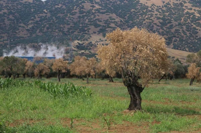 izmir de yapılacak 33 jes projesi katliamı
