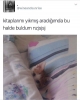 kedi