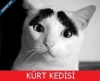 kürt kedisi