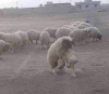 sayısız feykle kendini oylayıp debe ye girmek / #2081778