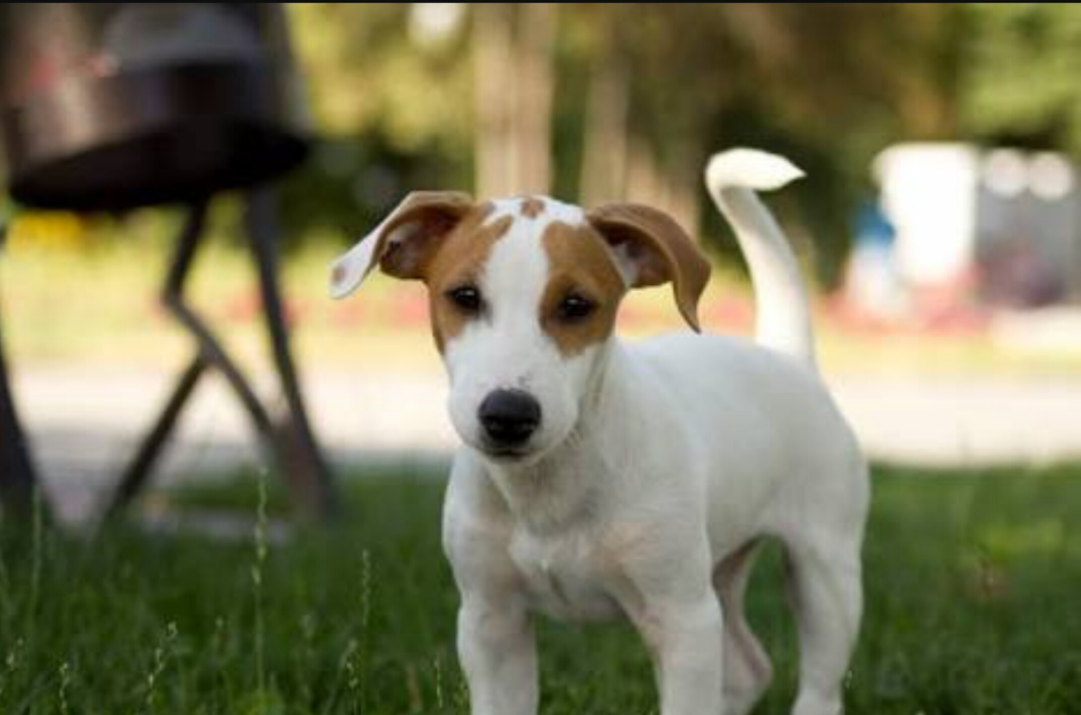 yazarların sahip olmak istedikleri köpek cinsi 1039093 uludağ sözlük