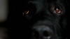 köpek / #1050857