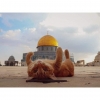 kubbet us sahra nın önünde yatan kedi