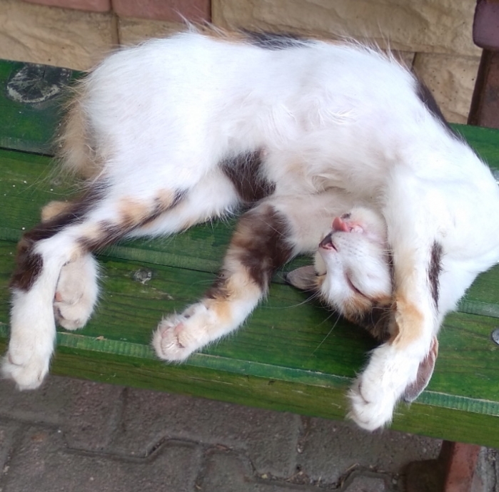 bugün dünya kedi günü uludağ sözlük