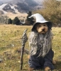 gandalf ın evcil hayvanı / #2078738