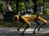 new york polis departmanında robot köpek dönemi / #2107006