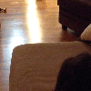 kedi ve köpeklerin olmadığı sokaklar istiyoruz / #1441469