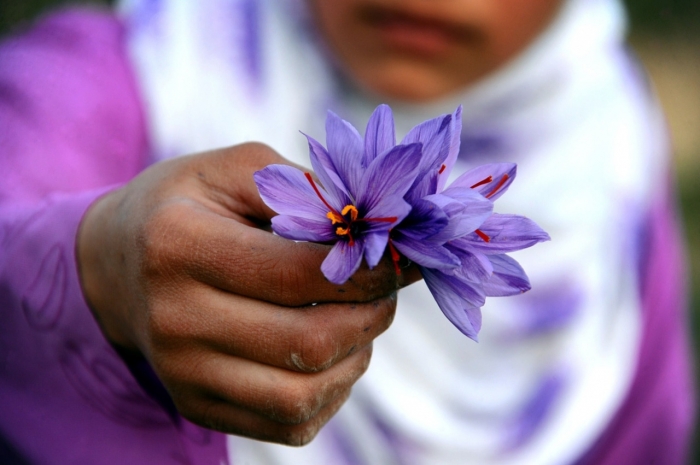 Káº¿t quáº£ hÃ¬nh áº£nh cho saffron lands in afghanistan