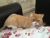yavru kedi bakimi / #1113098