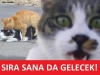 yüzüstü yatarken göte kedi yatması / #1312033