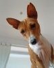 basenji