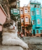 kedi fotoğrafı ile kız düşür / #2326154