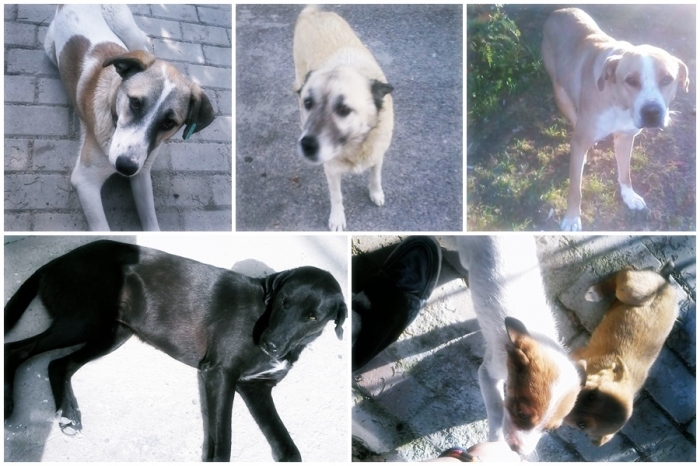 köpek