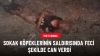 sokak köpekleri / #2367566