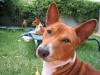 basenji