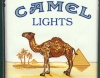 camel amblemindeki arap / #1500754